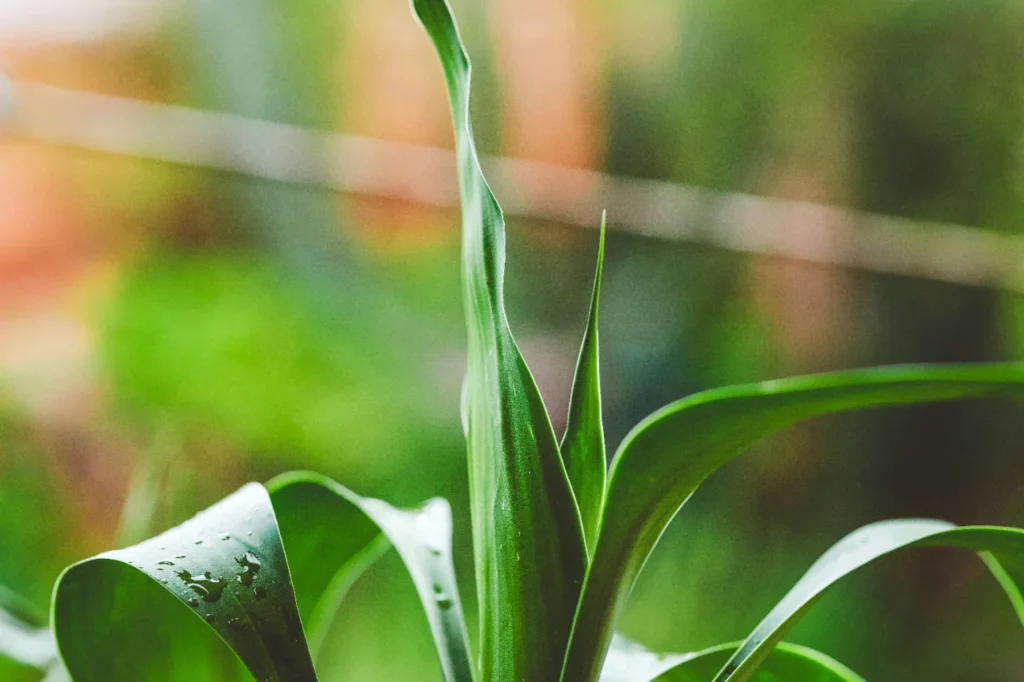 Jak wybrać styl ogrodu pasujący do stylu życia?