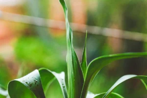 Jak wybrać styl ogrodu pasujący do stylu życia?