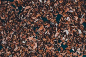 Kopczykowanie i nasypy ziemne: skuteczna ochrona podstawy roślin