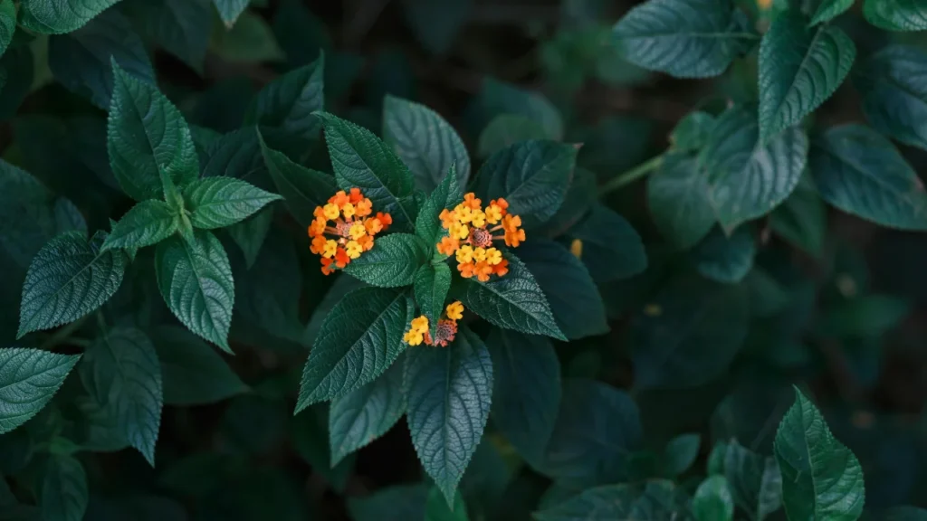 Lantana pospolita – uprawa w donicach i na tarasie