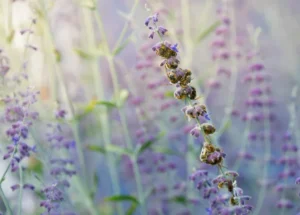 Marvel Dark Blue: Przyciągająca zapylacze odmiana szałwii