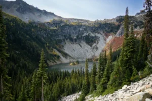 Modrzew europejski Puli: miniaturowa forma iglasta