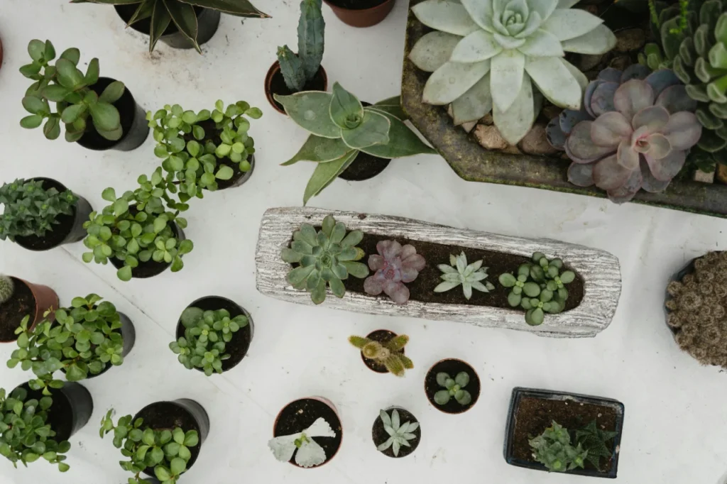 Aloes - właściwości, uprawa i zastosowanie popularnej rośliny doniczkowej