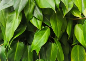 Filodendron – rodzaje, uprawa i pielęgnacja popularnego pnącza