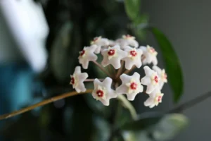 Hoya – odmiany, pielęgnacja i warunki uprawy woskownicy