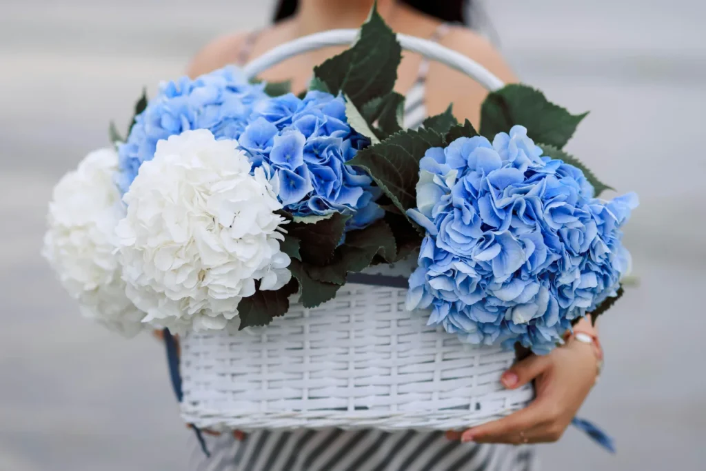 Hortensje bukietowe – jak przygotować je do bezpiecznego zimowania?