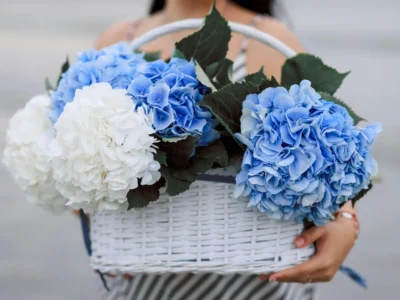 Hortensje bukietowe – jak przygotować je do bezpiecznego zimowania?