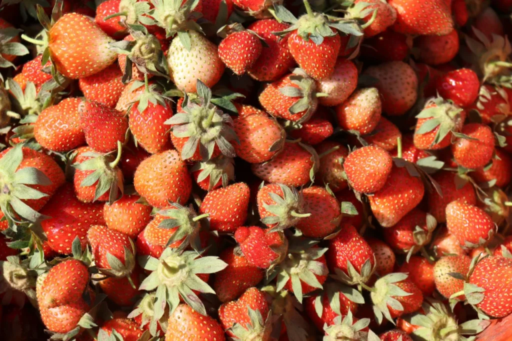 Jakie są najlepsze odmiany truskawek w Polsce?