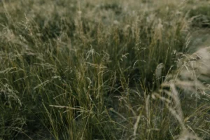 Ostnica cieniutka (Stipa tenuissima) – uprawa, cięcie i kompozycje
