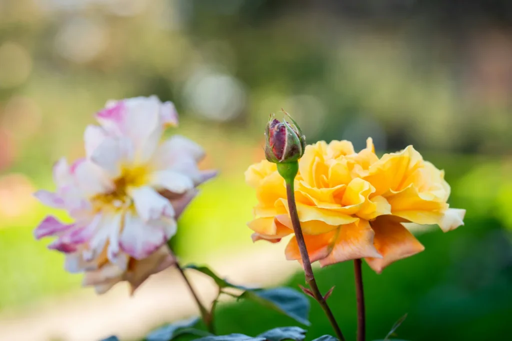 Spadź (rosa miodowa) – skąd się bierze i jakie zagrożenie stanowi dla roślin?