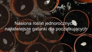 Nasiona roślin jednorocznych – najłatwiejsze gatunki dla początkujących
