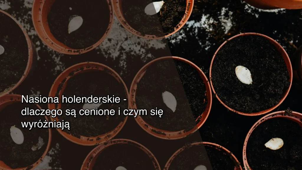 Nasiona holenderskie – dlaczego są cenione i czym się wyróżniają