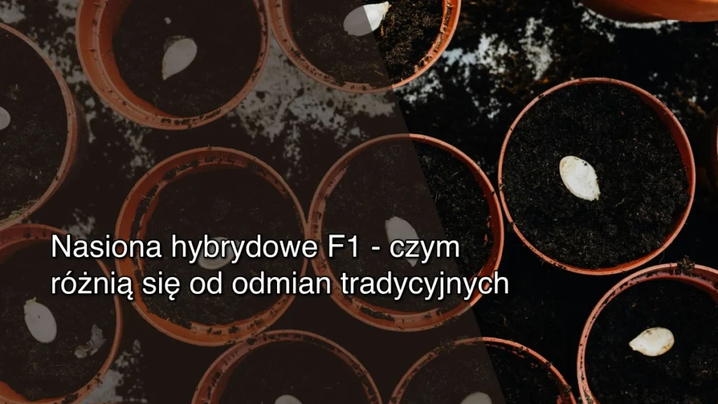 Nasiona hybrydowe F1 – czym różnią się od odmian tradycyjnych