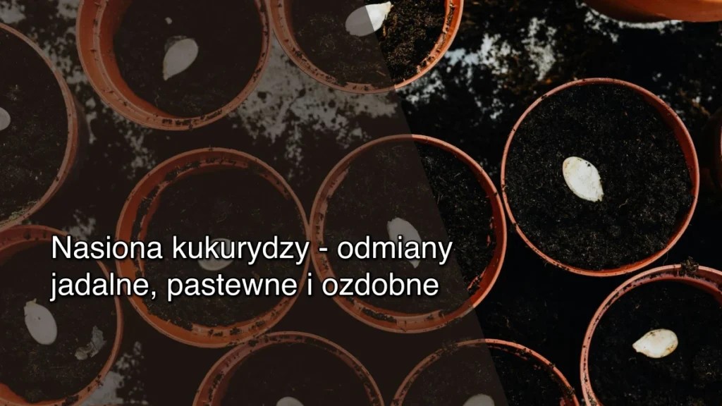 Nasiona kukurydzy – odmiany jadalne, pastewne i ozdobne