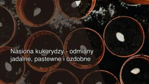 Nasiona kukurydzy – odmiany jadalne, pastewne i ozdobne