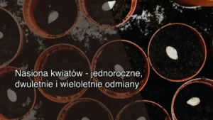 Nasiona kwiatów – jednoroczne, dwuletnie i wieloletnie odmiany