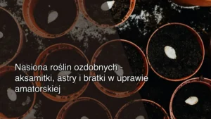 Nasiona roślin ozdobnych – aksamitki, astry i bratki w uprawie amatorskiej