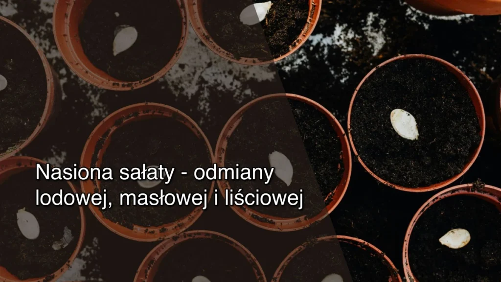 Nasiona sałaty – odmiany lodowej, masłowej i liściowej