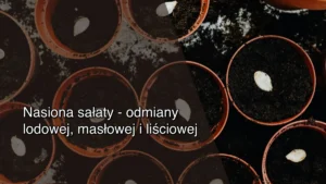Nasiona sałaty – odmiany lodowej, masłowej i liściowej